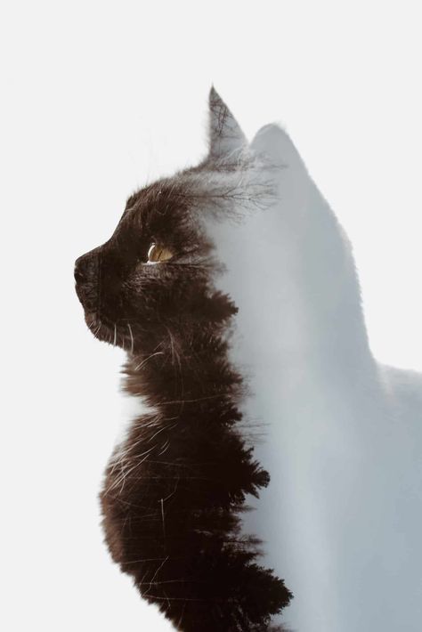 Beautiful Animals - The Best Animal Photos Of 2019 Double Exposure Portrait, Dog Portraits Art, Double Exposition, Double Exposure Photography, Cat Obsession, Beautiful Night Images, Artistic Pictures, Multiple Exposure, School Photography