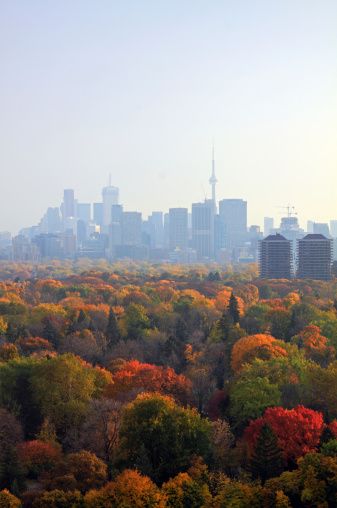 Apartment View, O Canada, Toronto Ontario Canada, Downtown Toronto, Lake Ontario, Autumn Colors, Toronto Ontario, Canada Travel, Autumn Trees