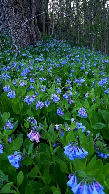 My field of Virginia Bluebells 2016 Nature, Virginia Blue Bells, Bluebell Field, Virginia Flowers, Bluebell Flowers, Bluebell Flower, Ideas Garden Design, Virginia Bluebells, Purple Flowers Garden