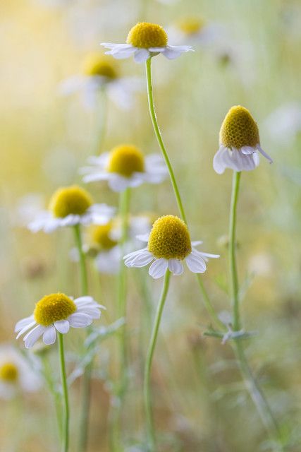 Chamomile Flowers, Flower Aesthetic, Delicate Flower, Flowers Nature, Beautiful Blooms, Flower Photos, Love Flowers, Amazing Flowers, Flowers Photography