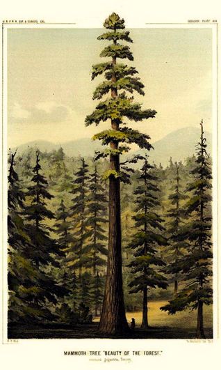 Person In Forest Drawing, Sequoiadendron Giganteum, Piskel Art, Sequoia Tree, Illustration Botanique, Postal Vintage, Redwood Tree, Nature Posters, Vintage Tree