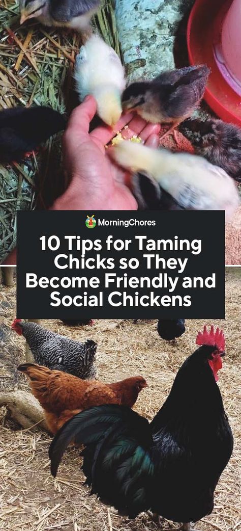 How To Make Your Chickens Friendly, Chicken Pet Ideas, Pet Chicken Ideas, Chicken Raising, Pet Chicken, Raising Chicks, Backyard Chicken Farming, Coop Ideas, Homestead Chickens
