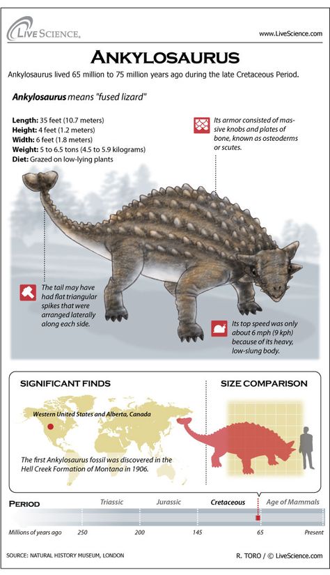 Learn about the plated Cretaceous-era dinosaur Ankylosaurus. Dinosaur Ankylosaurus, Dinosaur Species, Dinosaur Facts, Prehistoric Wildlife, Cretaceous Period, Dinosaur Illustration, Prehistoric World, Ancient Animals, Paleo Art