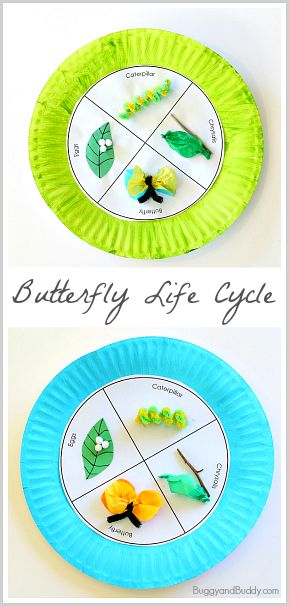 Butterfly Life Cycle Paper Plate Craft for Kids (w/ FREE template)~ BuggyandBuddy.com Butterfly Life Cycle Craft, Science Experience, Life Cycle Craft, Working Wall, Education Student, Paper Plate Craft, Butterfly Life Cycle, Spring Preschool, Ideas Craft