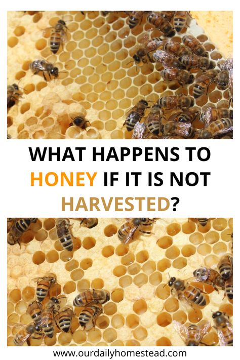 Harvesting Honey Honey Harvesting, How To Start Beekeeping, Honey Bee Farming, Backyard Beehive, Honey Bees Keeping, Bee Farming, Bee Hives Diy, Feeding Bees, Bees And Honey