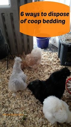 6 ways to dispose of chicken coop bedding Chicken Coop Bedding, Chicken Coop Blueprints, Urban Chicken Farming, Chicken Poop, Portable Chicken Coop, Homestead Chickens, Urban Chickens, Best Chicken Coop, Raising Backyard Chickens