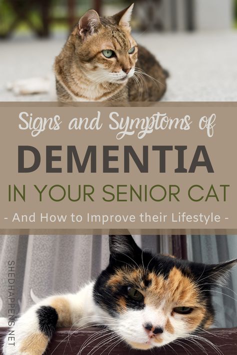 Nature, Senior Cats Tips, Cat Cpr, Cognitive Dysfunction, Cat Knowledge, Senior Cat Care, Cat Health Problems, Cat Illnesses, Cat Advice