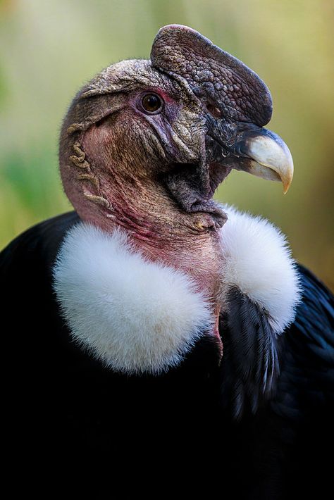 Nature, Colombian Animals, Condor Andino, Andean Condor, Urban Nature, Kinds Of Birds, Big Bird, Exotic Birds, Animal Heads