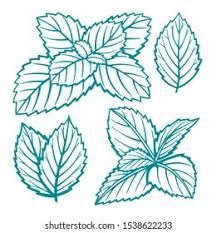 Mint Drawing Simple, Mint Leaf Drawing, Mint Plant Drawing, Mint Leaves Drawing, Peppermint Illustration, Mint Leaf Tattoo, Mint Leaf Illustration, Mint Tattoo, Mint Drawing