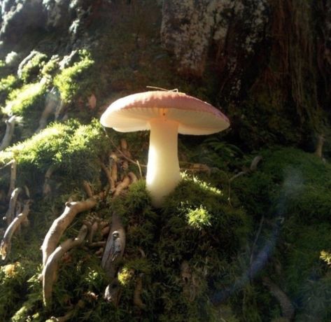 Image about nature in COTTAGE FAIRY WANNABE! by 𝒃𝒓𝒂𝒙 <3 Forest Fairy Aesthetic, Fairy Core Aesthetic, Faerie Aesthetic, Mushroom Core, Fae Aesthetic, Le Vent Se Leve, Fairy Grunge Aesthetic, Goblincore Aesthetic, Forest Core