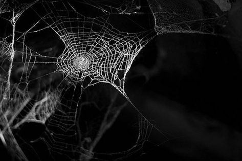 #spiderweb #goth #gothgirl #evil #youtube #horror #horrorfilms #emo #horrorcore #trap #dark #witch #witchcraft #evilenterprise Tumblr, Nature, Aranea Serket Aesthetic, Lolth Drow Aesthetic, Dnd Drow Aesthetic, Vriska Serket, Demon Aesthetic, Character Vibes, Shino Aburame