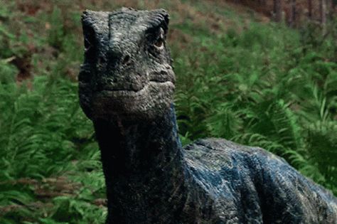 Jurassic World Blue GIF - Jurassic World Blue Raptor - Discover & Share GIFs Blue From Jurassic World, Blue The Raptor, Velociraptor Jurassic Park, Blue Raptor, Jurassic Park Raptor, Jurassic World T Rex, Blue Jurassic World, World Gif, Realistic Animal Drawings