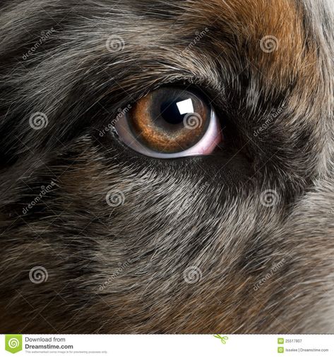 Dog's Eye Close-up Royalty Free Stock Photography - Image: 31733787 Dog Face Drawing, Dog Portraits Painting, Dog Portraits Art, Dog Anatomy, Eye Close Up, King Charles Dog, Up Dog, Eye Painting, Dog Eyes