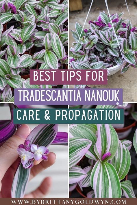 How To Propagate Tradescantia, Tradescantia Bubblegum Plant, Pink Tradescantia Care, Tradescantia Plant Care, No Light Indoor Plants, Tradescantia Zebrina Care, Transcadentia Plant, Tradescantia Nanouk Care, Tropical House Plants Indoor