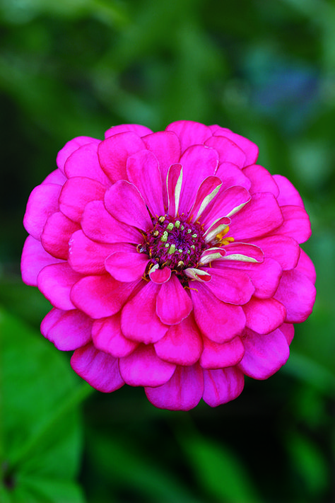 Bold and Beautiful Zinnias - FineGardening Seni Arab, Very Beautiful Flowers, Rose Flower Pictures, Beautiful Flowers Images, Zinnia Flowers, Beautiful Flowers Photography, Wallpaper Flower, Beautiful Flowers Photos, Beautiful Pink Flowers