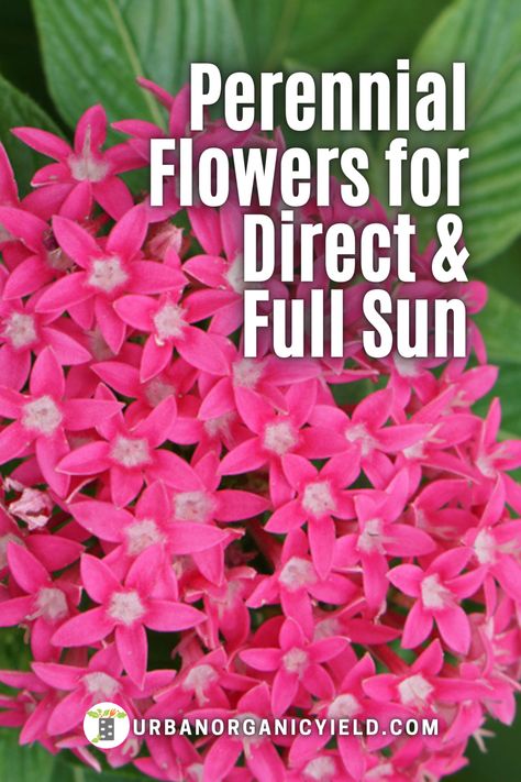 Flowers For Full Sun, Perrenial Flowers, Low Maintenance Plants Landscaping, Full Sun Container Plants, Full Sun Flowers, Perennial Garden Plans, Long Blooming Perennials, Full Sun Perennials, Patio Flowers