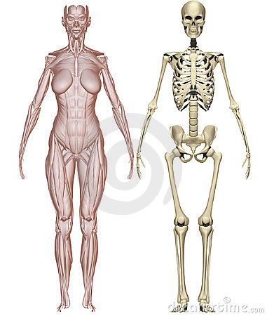 Muscles and skeleton woman Body Muscle Anatomy, Skeleton Woman, Human Skeleton Anatomy, Female Skeleton, Girl Anatomy, Anatomy Bones, Female Anatomy Reference, Skeleton Anatomy, Women Skeleton