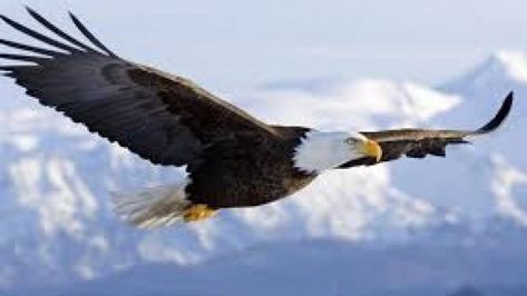 Vivre comme un aigle Eagle Facts, Eagle Background, Types Of Eagles, Aigle Royal, Haliaeetus Leucocephalus, Eagle Painting, Powerful Pictures, Eagle Wallpaper, Wings Like Eagles