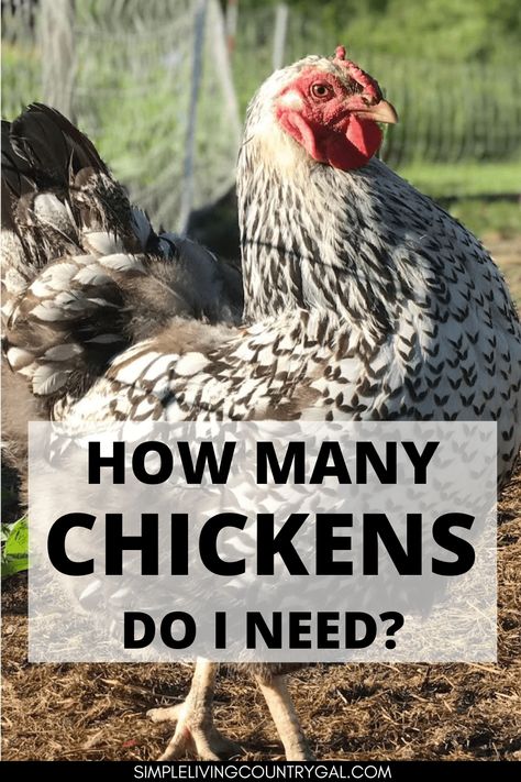 How many chickens do I need? The universal question for anyone looking to add farm fresh eggs to their own backyard. Start your coop with the right amount of hens so you have enough eggs for your family and your home without having too many. #backyardchickens #chickens #chicks Chicken Story, Coop Run, Homestead Animals, Chickens In The Winter, Small Chicken Coops, Chicken Poop, Chicken Pictures, Chicken Feeders, Chicken Coop Run