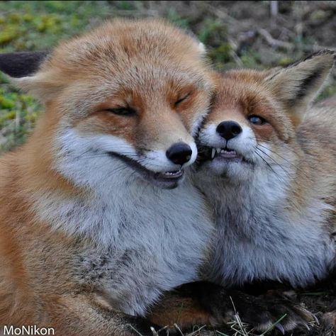 Fox Couple, Fox Man, Wolf Hybrid, Fox Images, Wild Animals Photos, Fox Pictures, Fox Lover, Pet Fox, Lovely Couple