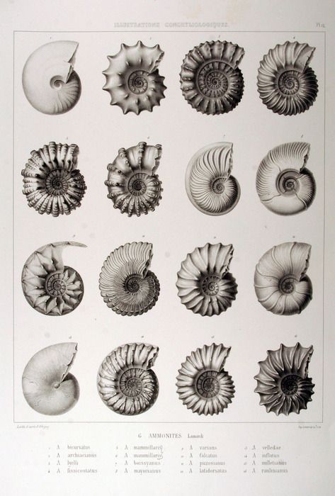 ammonites (fossils) - loved collecting fossils like these as a child with my dad on family holidays by the sea: Arte Inspo, Scientific Illustration, Nautilus, Botanical Illustration, Natural History, Sea Creatures, Geology, Design Interior, Fossil