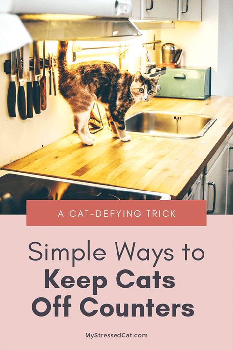 Keeping Cats Off Counters, Cat Deterrent, Cat Health Problems, Cat Fence, Living With Cats, Cat Proofing, Cat Hacks, Homemade Cat, Cat Care Tips