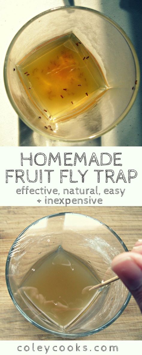 HOMEMADE FRUIT FLY TRAP | All natural fruit fly trap made using common kitchen ingredients. Effective, easy and inexpensive! . #easy #fruitflies #allnatural #DIY | ColeyCooks.com Diy Acv, Flies Trap Diy, Homemade Fruit Fly Trap, Diy Fruit Fly Trap, Fruit Fly Trap Diy, Diy Fly Trap, Diy Vinegar, Diy Apple Cider, Chicory Recipe