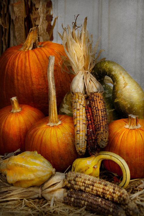 Art, Pumpkins, Harvest Vegetables, Autumn Harvest, Maize