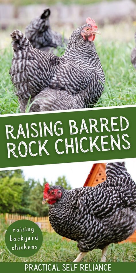 Barred Rock Rooster, Barred Plymouth Rock Chickens, Chicken Breeds For Eggs, Barred Rock Chickens, Chicken Egg Colors, Plymouth Rock Chicken, Chickens Backyard Breeds, Barred Rock, Laying Chickens