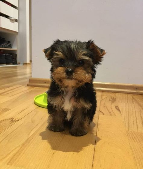 Dogs Yorkshire Terrier, Dog Yorkshire Terrier, Cute Dogs Yorkies, Baby Yorkie Puppies, Yorky Puppy, Yorkie Terrier Puppy, Yorky Puppies, Teacup Terrier, Yorkshire Puppy
