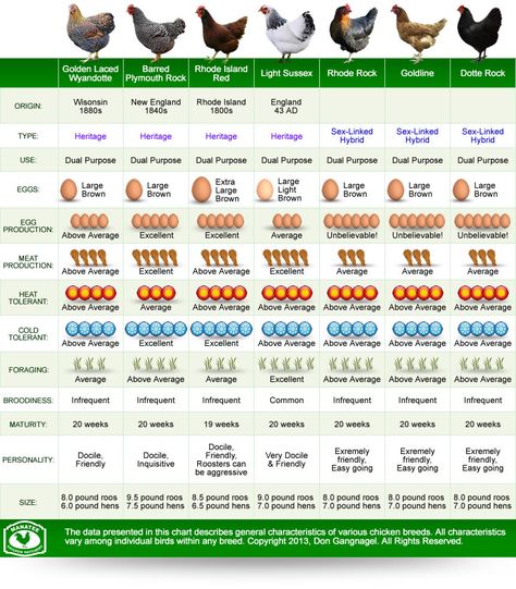 Chickens Breeds, Comparison Infographic, Homestead Chickens, Chicken Life, Backyard Chicken Farming, Chicken Garden, Coop Plans, Keeping Chickens, Building A Chicken Coop