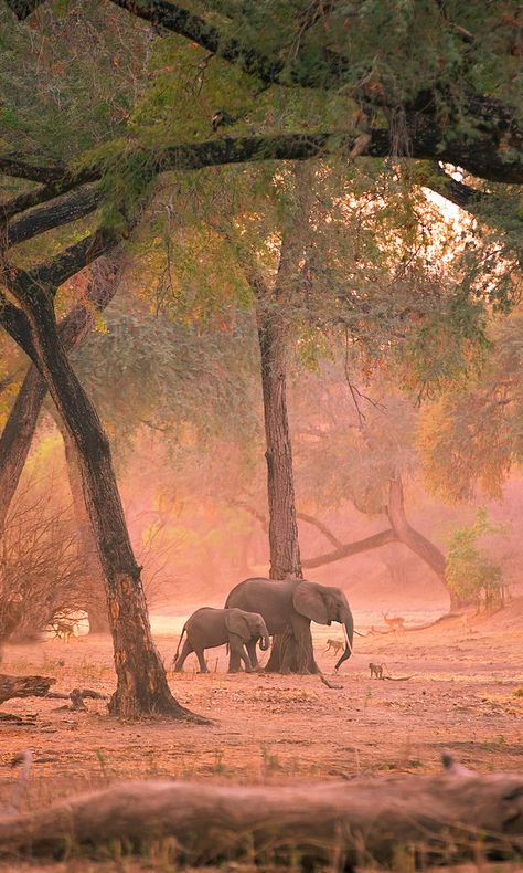 Nature, African Landscape Photography, Savanna Landscape, African Forest, Africa Landscape, Cady Heron, Wildlife Landscape, Environment Reference, African Landscape