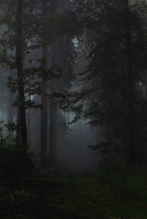 숲 사진, Dark Naturalism, Dark Forest Aesthetic, Dark Nature Aesthetic, Dark Green Aesthetic, Foggy Forest, Misty Forest, Pretty Landscapes, Forest Wallpaper