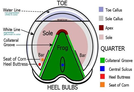 Hoof Anatomy, Hoof Boots, Horse Hoof, Horse Information, Horse Care Tips, Hoof Care, Horse Info, Horse Anatomy, Horse Camp