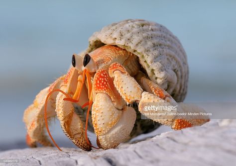 Coconut Crab, Crab Shells, Hermit Crabs, Beautiful Sea Creatures, Hermit Crab, Aquatic Animals, Pretty Animals, Crustaceans, Marine Animals