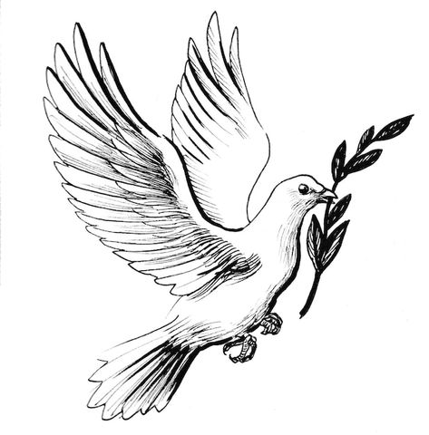 Dove Sketches, White Dove Tattoos, Pigeon Tattoo, Dove Drawing, Tattoo Care Instructions, Dove With Olive Branch, Olive Branch Tattoo, Dove Tattoo Design, Dove Tattoos
