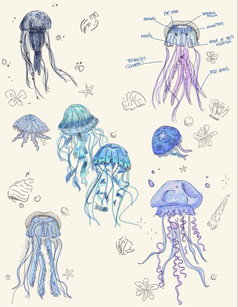 jellyfish drawings doodles digital art sealife seaanimals shells Jelly Fish Images, Jellyfish Doodle Cute, Shell Digital Art, Drawing Ideas For Art Competition, Ocean Drawings Aesthetic, Jellyfish Marker Drawing, Jellyfish Art Style, Princess Jellyfish Aesthetic, Jellyfish Bulletin Board