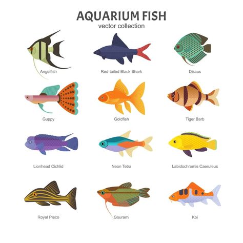 Fish: Illustrated chart setting types of aquarium fish. #fishillustration #illustration #fishart #art #artist Common Goldfish, Fish Chart, Ikan Air Tawar, Tropical Freshwater Fish, Air Tawar, Freshwater Aquarium Fish, Fish Supplies, Fish Illustration, Types Of Fish