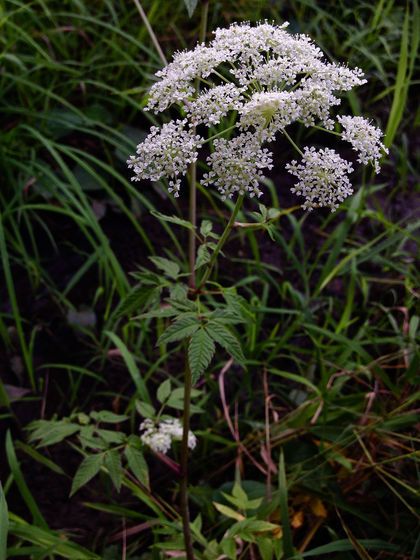 Image titled Cicuta maculata Water Hemlock Nature, Water Hemlock, Cow Parsnip, Deadly Plants, Poison Garden, Leaf Structure, Poisonous Plants, Animal Science, Native Garden