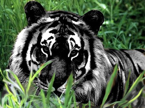 Black tiger Rare Animals, Melanistic Animals, Creaturi Mitice, Söpö Kissa, Regnul Animal, Black Tiger, 강아지 그림, Animale Rare, Black Tigers