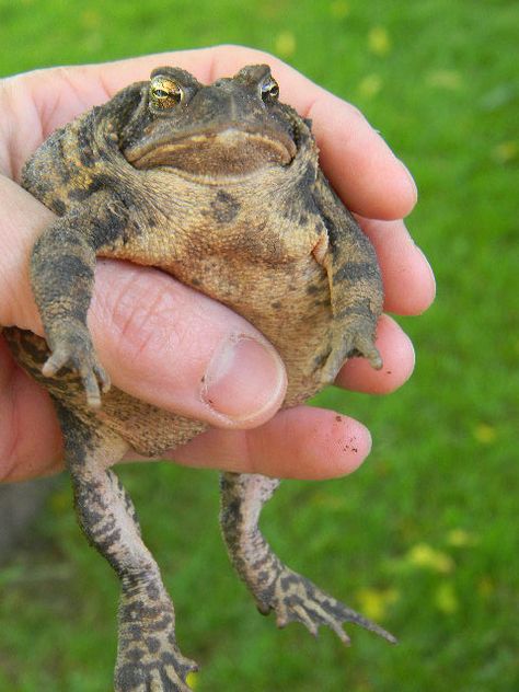 Love that bug-eating face - Notforgotten Farm Todd Tolansky, Frog And Toad Aesthetic, Toad Animal, Lil Homies, Toad Frog, Notforgotten Farm, Folk Art Embroidery, Mr Toad, Frog Pictures