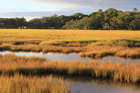 Beyond the Beach: Playing in Georgia's Salt Marshes Nature, Marshes Landscape, Marsh Photography, Marsh Landscape, Explore Georgia, Philippines Beaches, Yosemite Park, Salt Marsh, Park Landscape