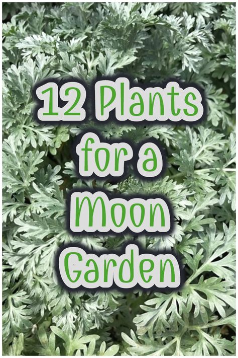 Create a glowing moon garden using these 12 plants! Moon gardens use white flowers and silver plants that can be reflected at night. #moongarden #plants #gardening Wedding Dresses Garden, White Garden Party, Silver Plants, Wedding Dress Garden, Garden Wedding Dress, Garden Party Ideas, White Flowers Garden, White Flowering Plants, Moon Plant