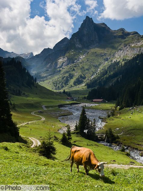 For a quiet hike away from crowds, walk the hidden valley of Saustal, in Lauterbrunnen municipality, Berner Oberland, Switzerland, the Alps, Europe. Take the train from Interlaken Ost to Lauterbrunnen then ride the cable car to Grütschalp (1486 meters, 4379 feet). Instead of boarding the train to Murren like everyone else, exit the station to find trail head markers for Saustal, one hour and 20 minutes on foot. Continue onwards to Sauslager, Chuebodmi, Sulwald, and Isenfluh to catch the PostBus. Places In Switzerland, Hidden Valley, Zurich Switzerland, Switzerland Travel, The Alps, Swiss Alps, Alam Yang Indah, Places Around The World, Pandora Jewelry