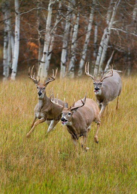 Whitetail Deer Photography, Funny Hunting Pics, Deer Hunting Humor, Whitetail Deer Pictures, Whitetail Hunting, Deer Photography, Whitetail Deer Hunting, Big Deer, Deer Photos