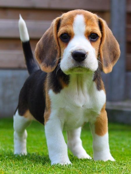 Beagle Pictures, Calm Dog Breeds, Pocket Beagle, Cute Beagles, 강아지 그림, Cute Dogs Breeds, Beagle Puppy, Irish Setter, Beagle Dog