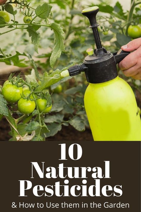 Nature, Natural Garden Pesticide, Natural Bug Repellent For Vegetable Garden, Natural Pesticides For Vegetable Garden, Natural Pest Control For Garden, Organic Pesticide For Garden, Natural Garden Pest Control, Homemade Pesticide For Plants, Diy Pesticide For Plants