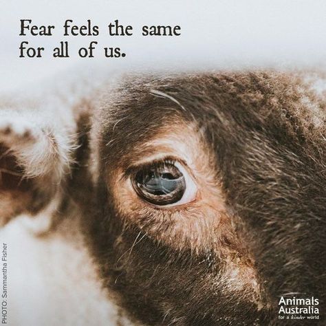 #vegan #veganism #govegan #goveg #animalcruelty #animal rights Nature, Visual Motivation, Vegan Facts, Adorable Creatures, Animal Activism, Vegan Quotes, Why Vegan, Animal Liberation, Stop Animal Cruelty