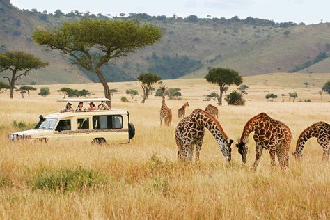 Serengeti National Park, Safari Moodboard, Masai Mara Safari, Safari Vacation, Gorilla Trekking, Africa Tour, Tanzania Safari, Kenya Safari, Luxury Safari