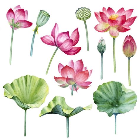 Watercolor lotus flowers, leaves, buds a... | Premium Vector #Freepik #vector #lotus-watercolor #white-lily #lily-flower #lily Watercolor Lotus, Lotus Painting, Lotus Leaves, Lotus Flowers, 3d Cards, Flower Art Painting, Flowers Leaves, Koi Fish, Flowers And Leaves